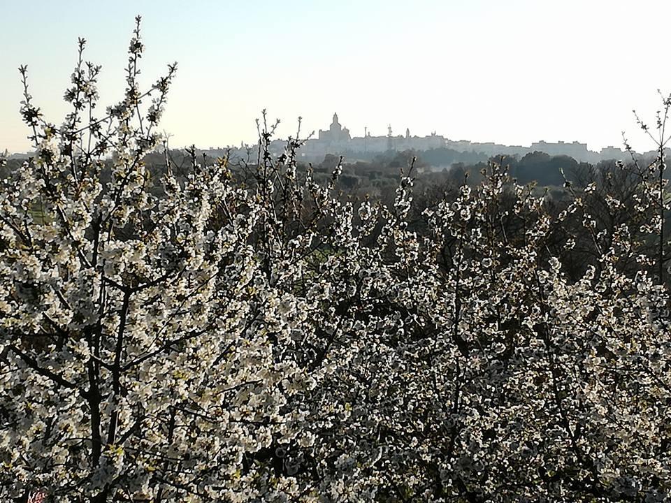 B&B Masseria Nardelli Locorotondo Exteriör bild